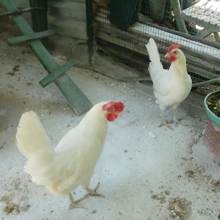 Xerxis Hill/chalkidiki τρυπητή χαλκιδικής Сasa de vacaciones Nea Roda